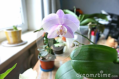 Lonely pink flower Orchid Phalaenopsis Stock Photo