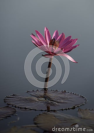 Lonely pink lotus in the lake Stock Photo