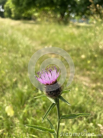 A lonely pink thistle growing in the fields Stock Photo