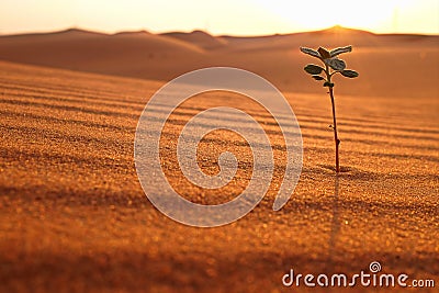 A lonely plant growing on a dry desert land at sunrise. Rebirth, hope, new life beginnings and spring season concept. Stock Photo