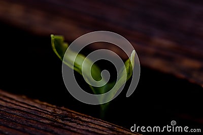 Lonely plant growing in wood Stock Photo