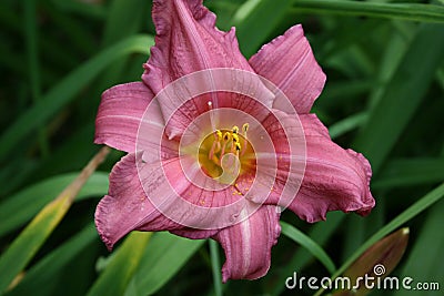 Lonely purple lily. Hemerocallis `Little Wart`. Stock Photo