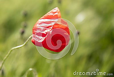 Lonely red poppy flower in a field of rye spike. Spring poppy shot close in a green field Stock Photo