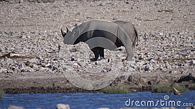 Lonely rhino standing on a rocky and warm savanna Stock Photo