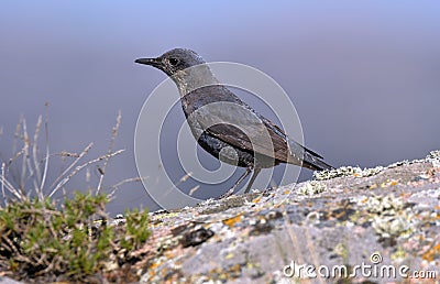 Lonely rocker watches in the field Stock Photo