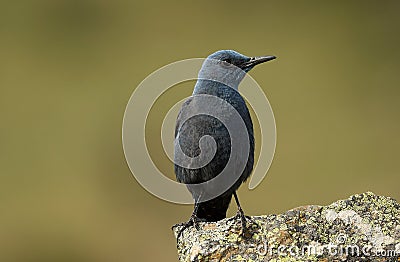 lonely rocker watches Stock Photo