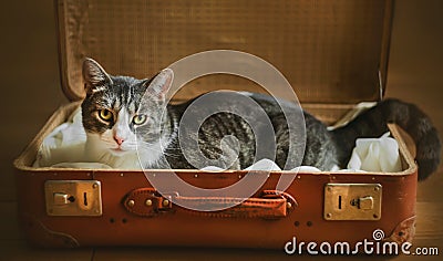 A lonely sad stray cat is lying in an old brown suitcase and waiting to be taken to a new home Stock Photo