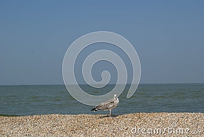 A lonely seagull on the beach Stock Photo