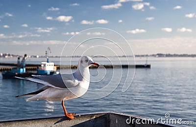 Lonely seagull in harbor of Poole, United Kingdom Stock Photo