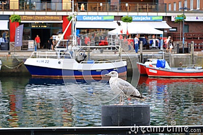Lonely seagull looking in harbor of Rostock-WarnemÃ¼nde Editorial Stock Photo