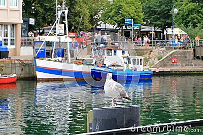 Lonely seagull looking in harbor of Rostock-WarnemÃ¼nde Editorial Stock Photo