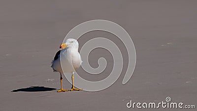 Lonely seagull with orange beak stands on a beach Stock Photo