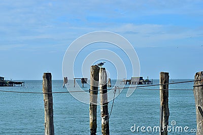 A lonely seagull at the pear Stock Photo