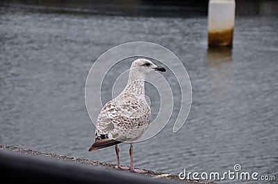 Lonely seagull on the rails Stock Photo