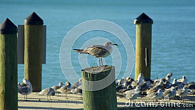 Lonely Seagull Stock Photo