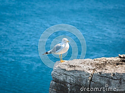 Lonely seagull sitting on the edge of cliff above Cyprus lake Stock Photo