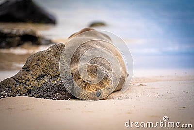 Lonely seal sleeping on the beach Stock Photo