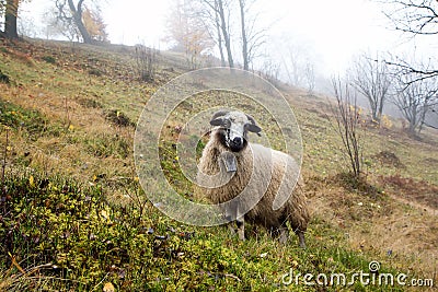 A Lonely Sheep in Foggy Autumn Forest Stock Photo