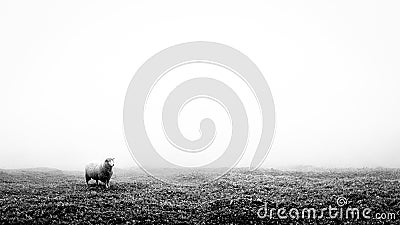 Lonely sheep on a grass field in black and white Stock Photo