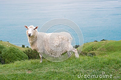 Lonely sheep on a hillside Stock Photo