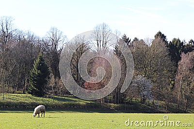 Lonely Sheep Stock Photo