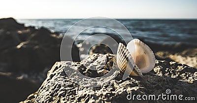 A lonely shell on the rocky shore of the Black Sea against the background of blurry dark coastal waves, panorama Stock Photo