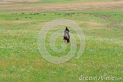 Lonely shepherd on a horse. Myriads of white daisies. Green Hill. Summer season. Stock Photo