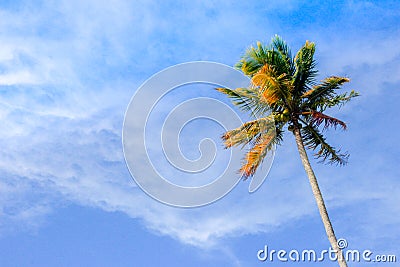 Lonely single palm tree with fresh green leaves against a bright sunny sky. Natural background on the theme of the sea, beach, rel Stock Photo