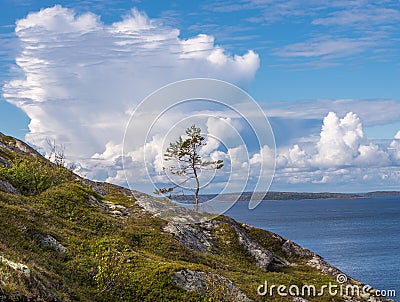 Lonely small pine on the island the German Kuzov, blue sky, clouds. Stock Photo