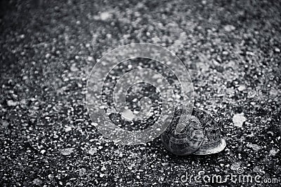 A lonely snail in black and white image Stock Photo