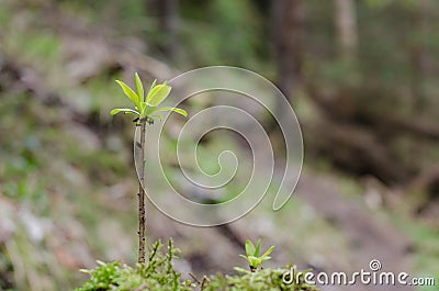 Lonely sprout in the forest in focus Stock Photo