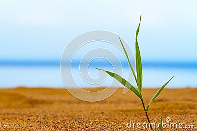 Lonely sprout of grass Stock Photo