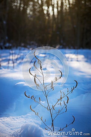 Lonely sprout in the shining snow lit by sunlight Stock Photo