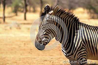 A lonely standing in the middle of the savannah Stock Photo