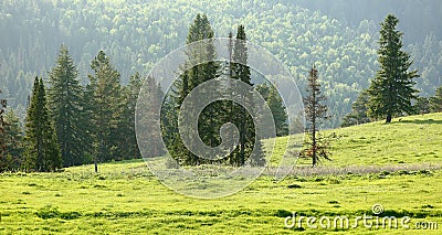 lonely standing pines Stock Photo