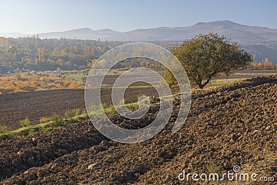 Lonely Standing Tree Plowed Field Stock Photo