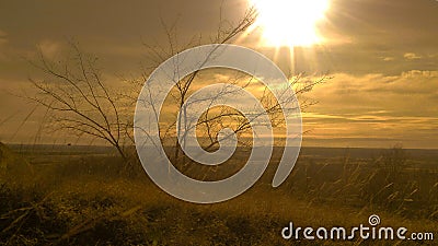 lonely standing trees on a hill against the setting sun Stock Photo
