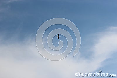 Lonely stork on blue sky background Stock Photo