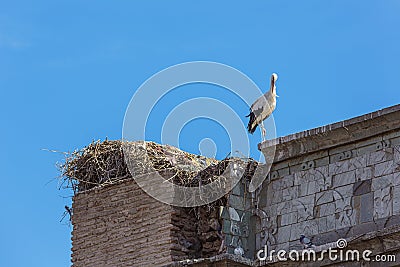 Lonely stork near its nest Stock Photo