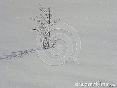 Lonely stranded tree in glittering snow covered landscape Stock Photo