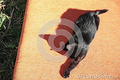 Lonely stray cat on sofa outdoors, above view. Homeless animal Stock Photo