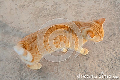 Lonely stray cat on stone surface outdoors, above view. Homeless pet Stock Photo
