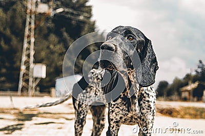 A Lonely Stray: Emotional Black and White Photo of a Spotted Village Dog Stock Photo