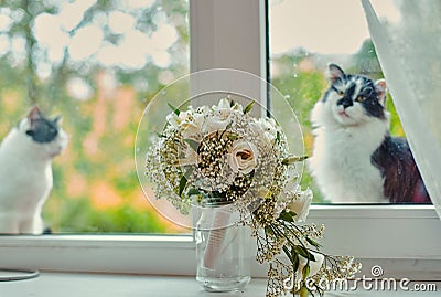 A lonely street cat jumped on the windowsill and sadly looks inside the room, where the window is the bride`s bouquet Stock Photo