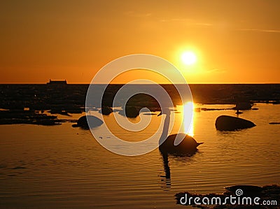 Lonely swan on a smooth seawater Stock Photo