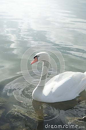 Lonely swan at the water with space for your content Stock Photo