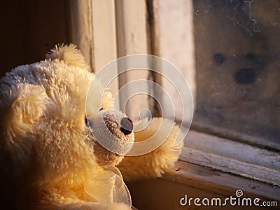 Lonely Teddy Bear Stock Photo