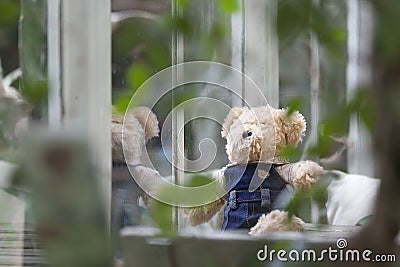 Lonely Teddy bear sitting and looking out the window. Stock Photo