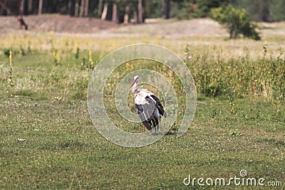 Lonely tired stork in the field Stock Photo