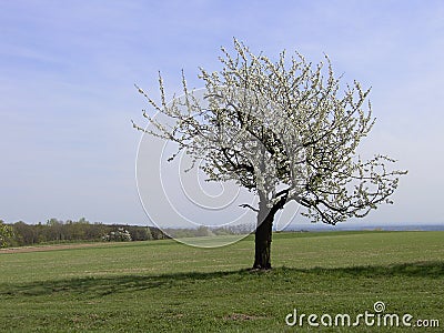 Lonely tree Stock Photo
